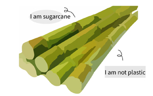 Sugarcane Pulp Containers
